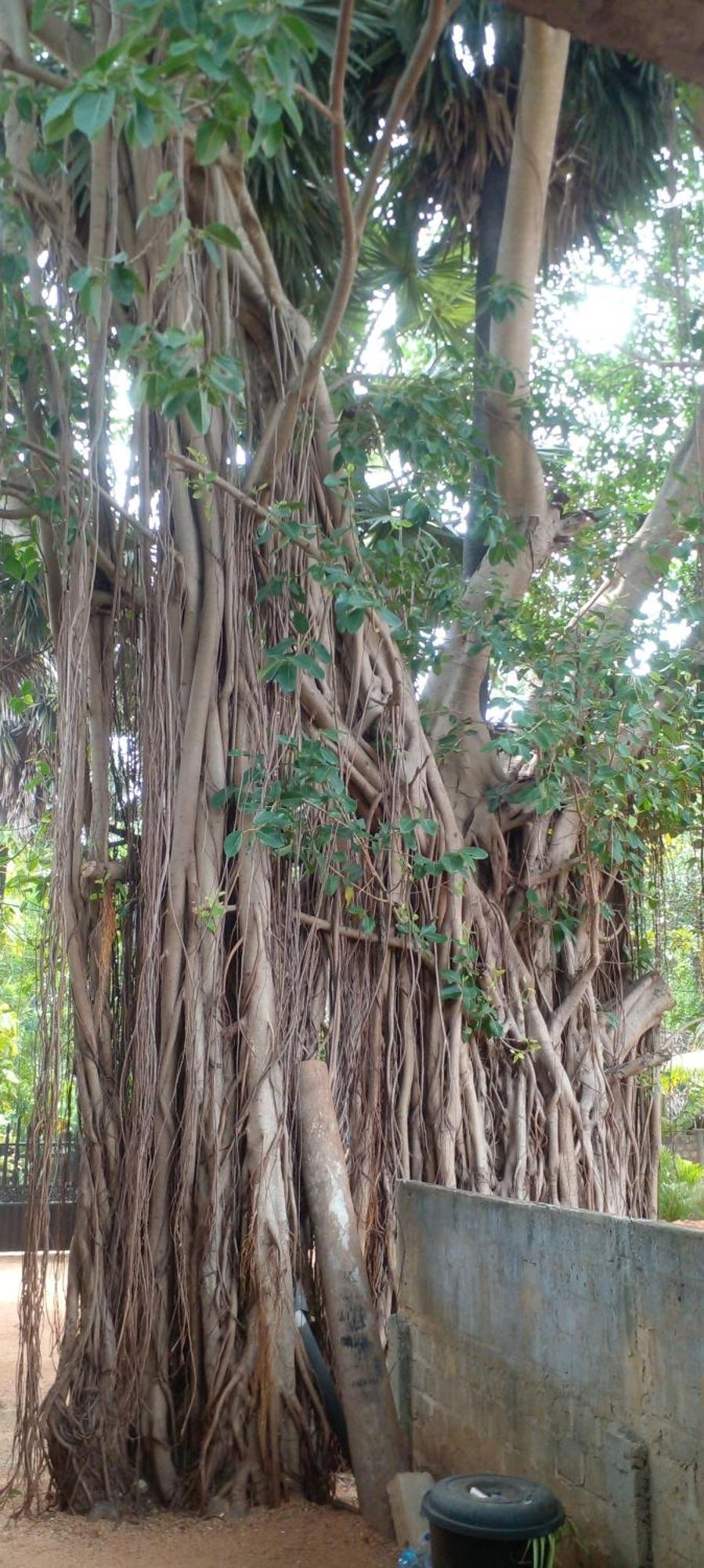 Cool Banyan Cabana Trincomalee Exterior foto